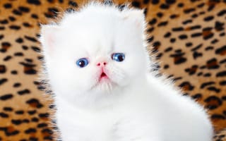 Картинка кошка, голубоглазый, пушистый, кошки, мило, леопардовый, фон, белый, котенок
