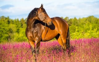 Картинка лошадь, лето, коричневый, конь, лес, цветы, поле, красочно, солнечно