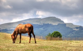 Картинка лошадь, лето, трава, облака, коричневый, горы, поле, небо, пасется, конь