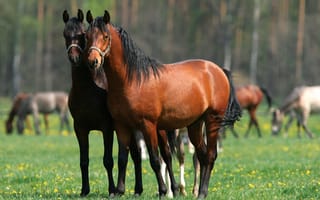 Картинка лошадь, зелень, лес, двое, кони, поле, гуляют, коричневые, лето, пара, два