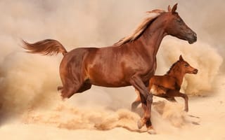 Картинка лошадь, скачут, пыль, песок, жеребенок, коричневые