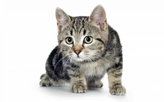 Картинка кошка, кошки, котенок, серый, полосатый, любопытный, белый, фон