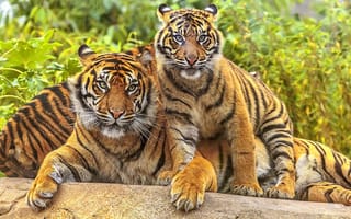 Картинка тигры, тигр