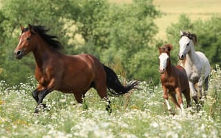 Картинка лошадь, цветы, трое, трава, лето, кусты, три, кони, резвятся, луг, поле