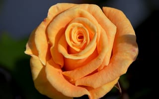 Картинка розы, персиковый