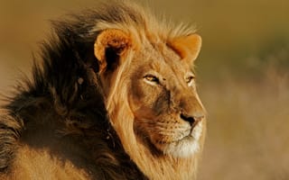 Картинка львы, feline, leon, light, sun, лев