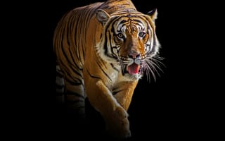 Картинка тигры, полосатый