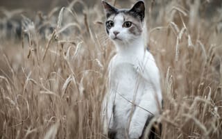 Картинка кот-сурикат , кошка, кот, кот-сурикат, колосья, поле, стойка