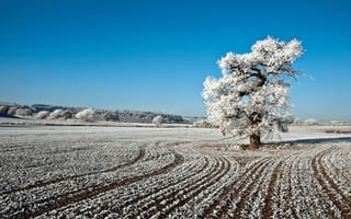 Картинка иней, пейзаж, зима, природа, поле, дерево
