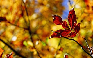 Картинка природа, листва, осень, ветки