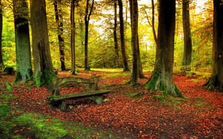 Картинка листья, скамья, природы, леса, осенью, деревья