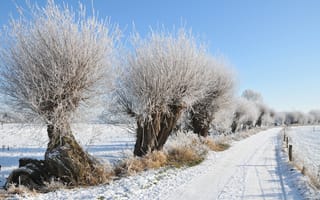 Обои дорога, зима, деревья, иней, снег
