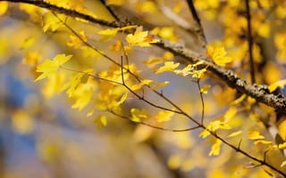 Картинка осень, ветки, листья