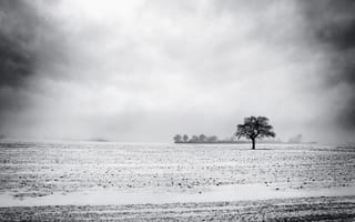 Картинка чб, дерево, снег, пустырь, зима