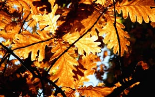 Картинка листки, макро, природа, осенние, листья, листва, осень