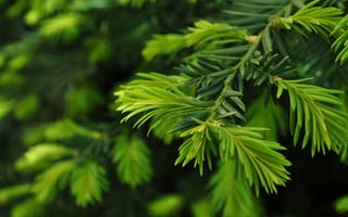 Обои close up, green pine, природа, ветка