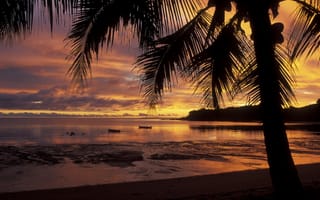 Обои пальма, остров, закат