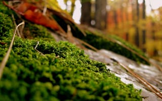 Картинка лес, трава, осень, камни