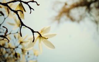 Картинка макро, ветка, весна, небо, белый, лепестки, цветок