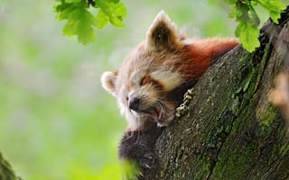 Картинка fire fox, зивает, на дереве, сонная, панда красная, red panda