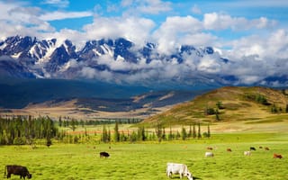 Картинка highlands, cattle, красота, горы, крупнорогатый, пейзаж, животные, природа, скот, пастбище, долина, green valley
