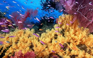 Картинка желтый, рыбы, лиловый, кораллы