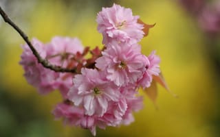 Картинка сакура, ветка, цветы, розовые, макро, лепестки, весна