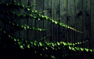 Картинка листья, доски, тень, растение, стена