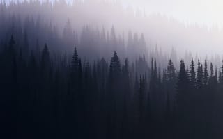 Картинка лес, ель, туман