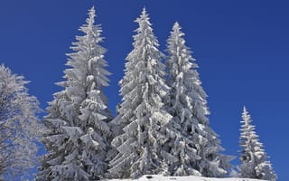 Картинка ели, природа, небо, зима, снег