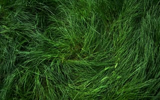 Картинка зеленое, весна, трава