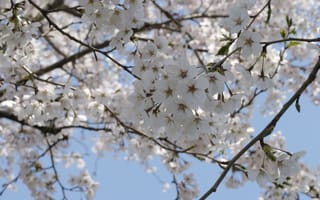 Картинка сакура, ветви, белые, весна, цветение, вишня, дерево, небо, цветы