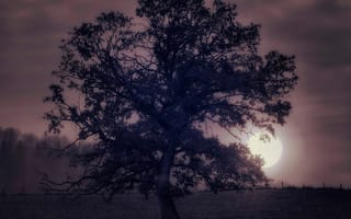 Обои природа, луна, вечер, дерево