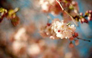 Обои ветка, цветение, сакура, цветы, весна, макро, вишня