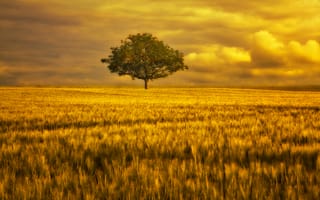 Картинка золото, поле, небо, дерево