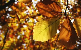 Картинка осень, листья, листва, жёлтый, листок, листки, листопад, жёлтые