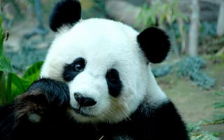 Картинка панда, бамбук, морда, медведь