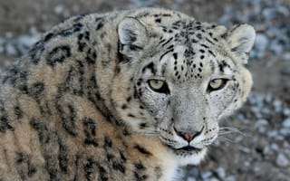 Картинка морда, снежный барс, взгляд, хищник, snow leopard, ирбис
