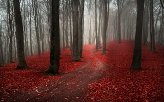 Картинка пасмурно, тропинка, осень, дорога, природа, лес, туман