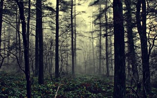 Обои the fog of illusion, туман, лес, природа