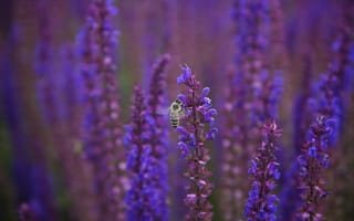 Картинка фиолетовые, цветы, сиреневые, пчела, макро, шалфей