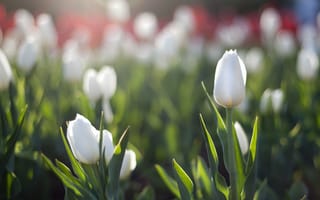 Картинка весна, клумба, солнце, белые, блик, тюльпаны