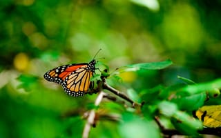 Картинка монарх, листья, бабочка, макро
