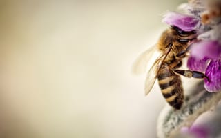 Картинка пчела, макро, цветы