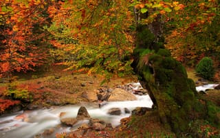 Обои дерево, река, листва, мох, краски, осень, природа