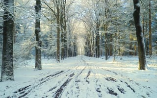 Картинка снег, оттепель, дорога, парк, зима
