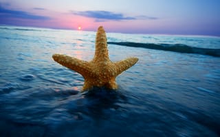 Картинка морская звезда, природа, волна, горизонт, море, вода