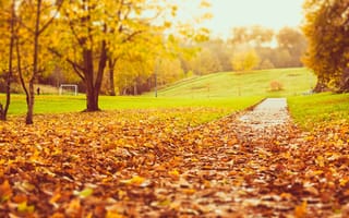Картинка желтые, парк, осень, листья, деревья, природа