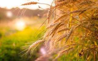 Картинка пшеница, лето, колоски