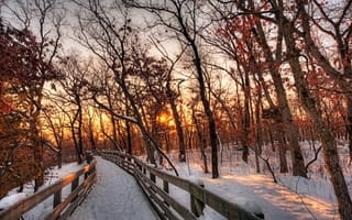 Картинка снег, лес, солнце, деревья, природа, путь, закат, зима